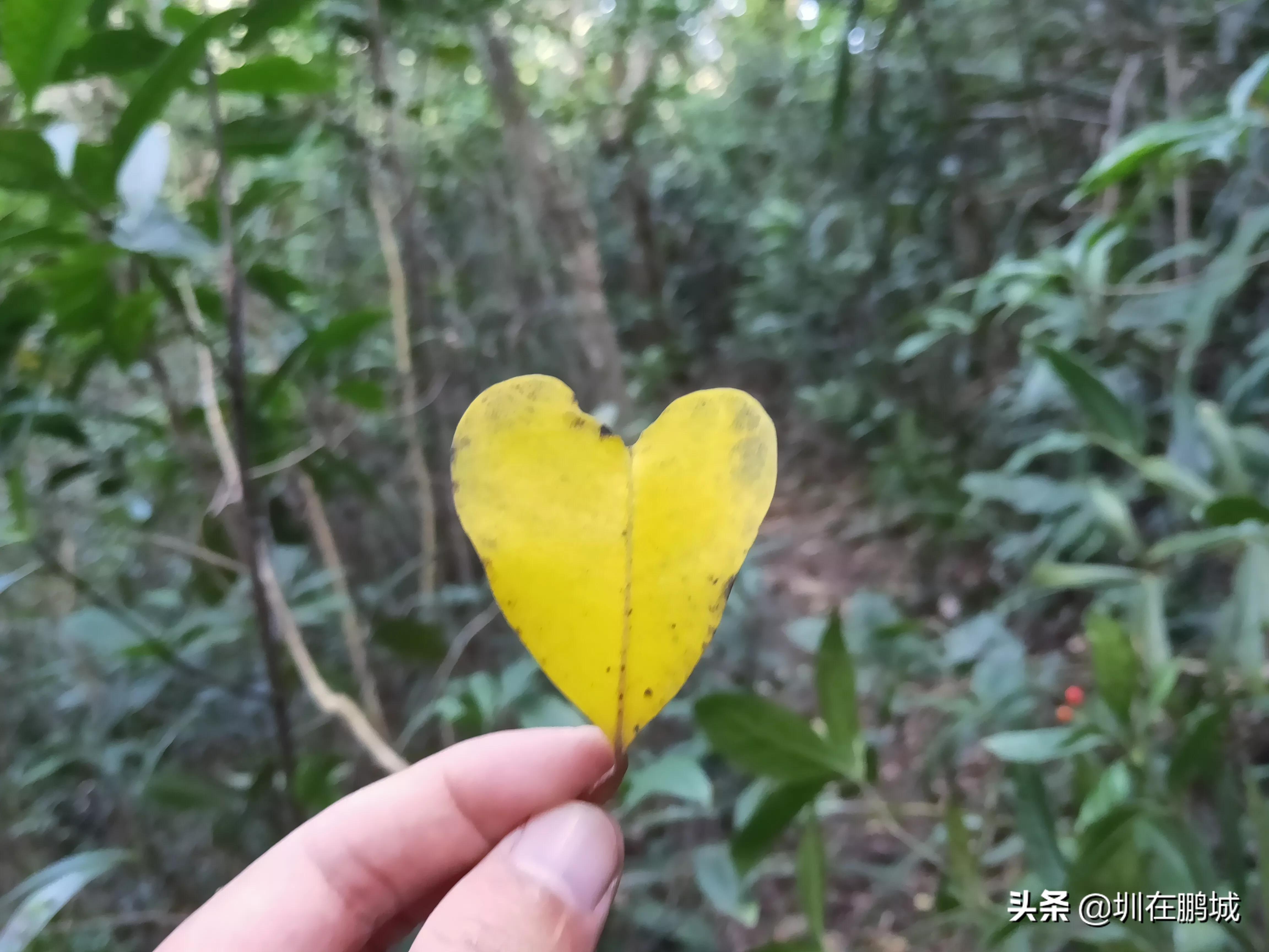 西贡村新领导，引领乡村发展的核心力量