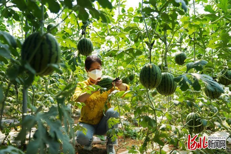 刘备寨乡新项目引领乡村发展新征程