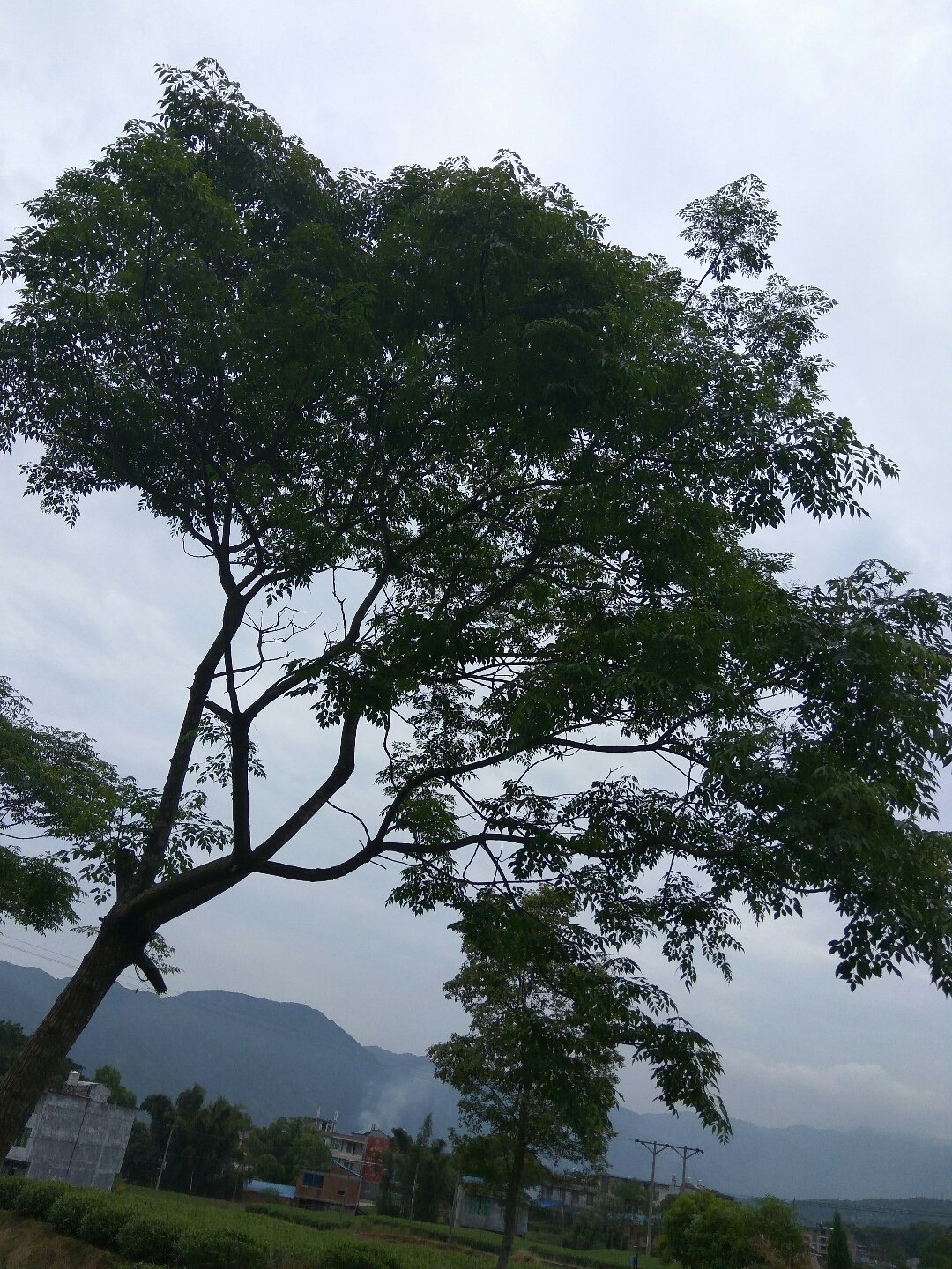 点头镇天气预报更新通知